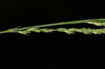 Roan Mountain sedge